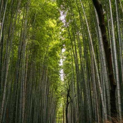 神奇宝贝口袋训练师游戏下载